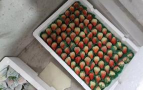 草莓推广软文,怎么推广无农药草莓，从而带动短期蔬菜类实现无药化？