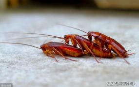 黑粉虫,樱桃蟑螂作为蝎子饲料的优势及樱桃蟑螂的养殖方法