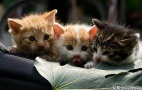 布偶猫的寿命,猫咪之中，哪些猫寿命最短？