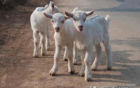 绵羊之国,现在买小羊约是1800－2000元，留着做母羊，利润有多少？