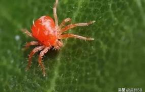 红蜘蛛3引狼入室,红蜘蛛的防治要点有哪些？