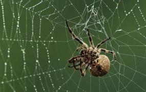 用水可以引蜘蛛出来,农村老家蜘蛛网多怎么办？