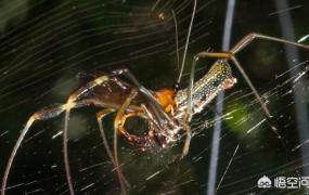 动态寄生虫 怎么引蜘蛛,寄生黄蜂如何使蜘蛛“僵尸化”？