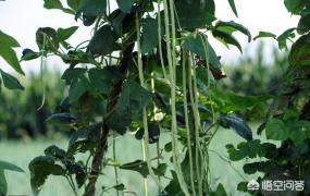 luohuawang,如何防止豇豆出现落花落荚现象？
