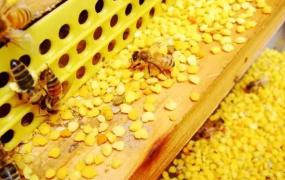 蜂花粉的作用,蜂花粉什么季节吃效果最好？
