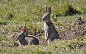 兔子国家指的是什么,野兔是不是保护动物？为什么？