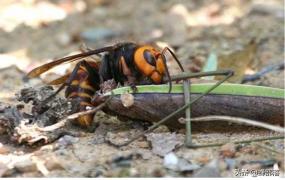 胡蜂,黑尾胡蜂和金环胡蜂哪个更毒？