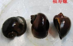 福寿螺可以吃吗,福寿螺在中国为什么没人吃？