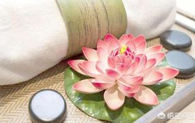 画百合花,莲花为什么是佛教的圣物？