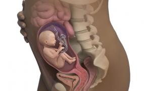怀孕6个月,怀孕6个月胎儿有哪些动静？