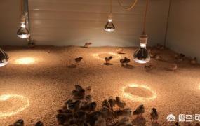 孵化小鸡的最佳温度,小鸡孵化的最佳温度是多少？