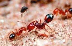 红蚂蚁怎么消灭,家里起了小红蚂蚁，怎么驱除？