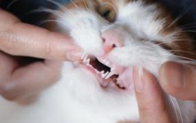 猫咪牙齿,猫咪的牙齿会不会太长了？
