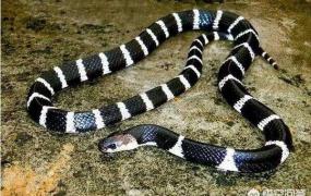 最毒的蛇排名,世界上毒性最强的蛇是哪几种？