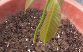 芒果种子,如何判断芒果种子能否发芽？