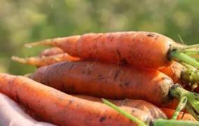 胡萝卜种植,胡萝卜种植需要注意什么？