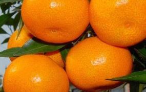 橘子和橙子,怎样区分橘子、柑子和橙子呢？