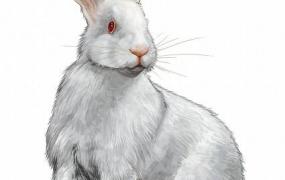 属相兔,生肖兔的人有什么致命弱点？