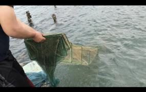 地笼网捕鱼求指教,请教地笼怎么放能弄到鱼？