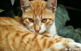 虎斑猫和狸花猫的区别,橘猫和狸花猫有什么区别？