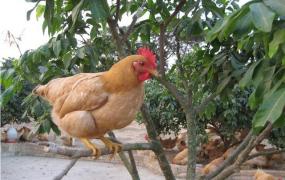 鸡大腿怎么做好吃简单,鸡肉可以制作成哪些种美食？
