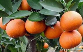 蜜桔,我国哪里种植的柑橘最好吃？
