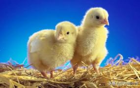 养殖鸡,养殖土鸡的市场前景如何？