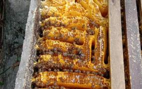 蜜蜂居住的地方叫什么,农民在养蜂中，蜂箱有哪几种？