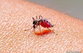 什么血型招蚊子,什么血型的人最招蚊子咬？