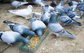 养鸽子的方法,鸽子的生活习性和养殖方法？
