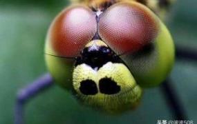 有复眼的昆虫,有复眼的昆虫，有什么特点？