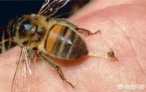 蜜蜂蛰,被蜜蜂蛰了怎么快速消肿？