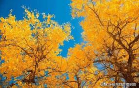 描写秋天景色的句子,描写秋天景色优美的句子？
