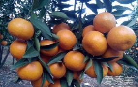 橘子什么时候成熟,桔子是哪个季节的最好吃？