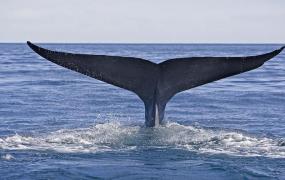头比脚大什么动物,世界上有哪些动物比蓝鲸大？