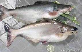 千万不要吃巴沙鱼,巴沙鱼是否有毒，有污染？