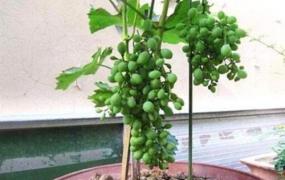 葡萄种植方法,怎么种葡萄(种子繁殖)？