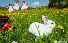 怎么养兔,养殖兔子有什么注意事项？