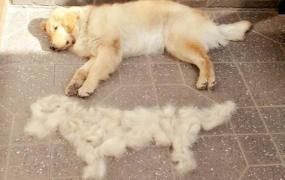 怎样清除,如何有效的清除家里狗毛？
