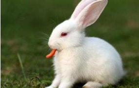 兔子感冒有什么症状,兔子容易得什么病，会传染吗？