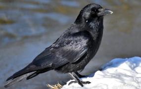黑色的鸟有哪几种,有哪些长着黑色羽毛的鸟？
