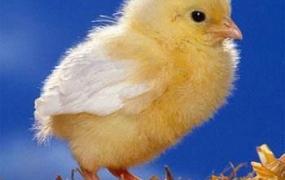 刚出生的小鸡怎么喂养,该怎样喂养刚出生的小鸡？