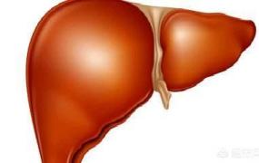 肝脏分泌什么,肝脏在人体中起哪些作用？