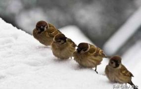 麻雀吃什么食物,麻雀冬天吃什么？一天能吃多少？