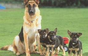 牧羊犬种类,怎样辨别德国牧羊犬的品种？