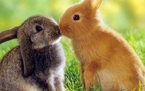 属相兔,属兔的人一般有哪些优缺点？