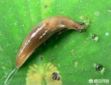 鼻涕虫怎么彻底消灭,怎样杀死菜地里的蜗牛和鼻涕虫？