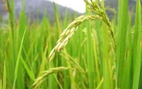 懒人稻,2020哪个水稻品种好？