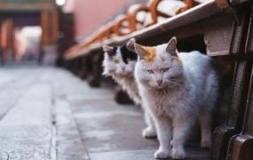 御猫,故宫里有很多猫吗，平时在哪里？