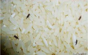 大米生虫怎么办,大米生虫怎么办？大米如何防虫？